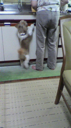 ニン八月3.jpg