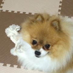 ぼくのおもちゃ!.png