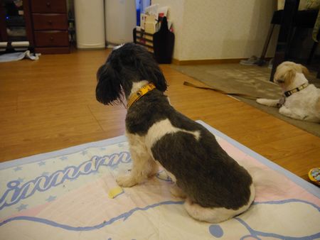 トリミングみっきい3.jpg