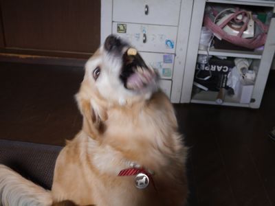 とら7.jpg
