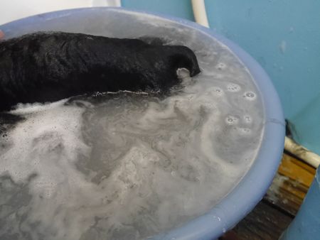 ちわ3.jpg