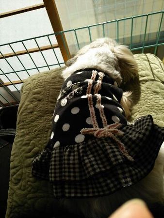 ごまきな4.jpg
