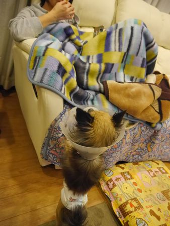 ちわわ1.jpg