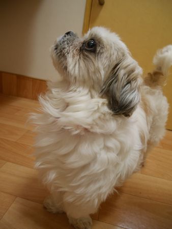 とんきち3.jpg