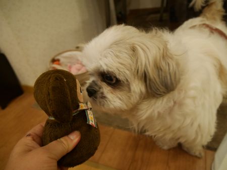 とんきち1.jpg