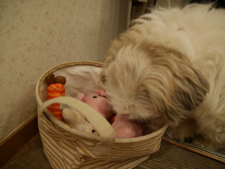 とんきち3.jpg