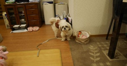 とんきち9.jpg