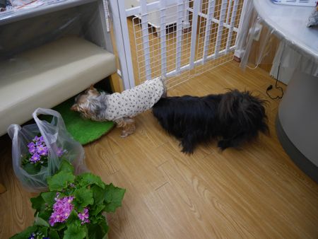 べりー3.jpg
