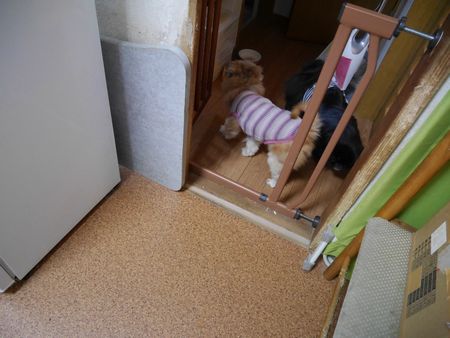 ぺあ1.jpg