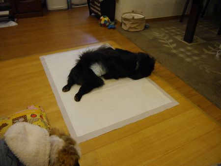 はる3.jpg