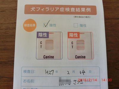 さっちゃんフィラリア.jpg