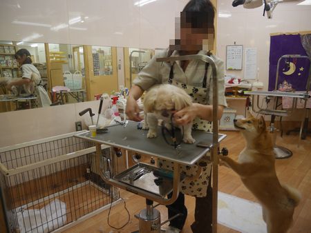 まある1.jpg