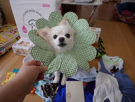 どいて1.jpg