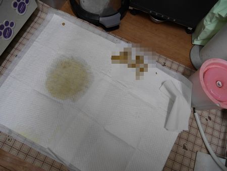 はるといれ1.jpg
