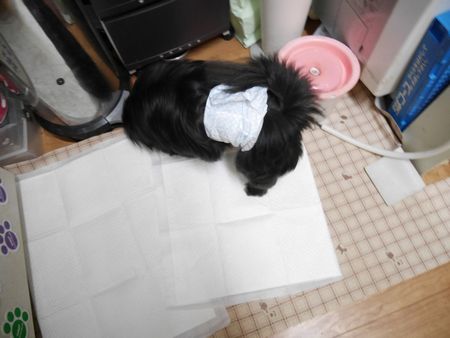 はるといれ2.jpg