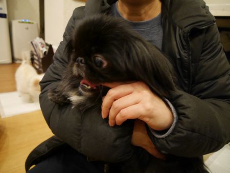 はるがぶ2.jpg