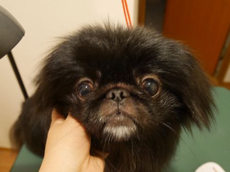 いえしゃん5.jpg