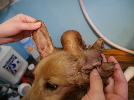 ひきとり36.jpg