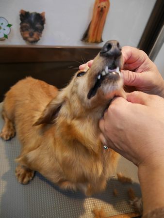 ひきとり60.jpg