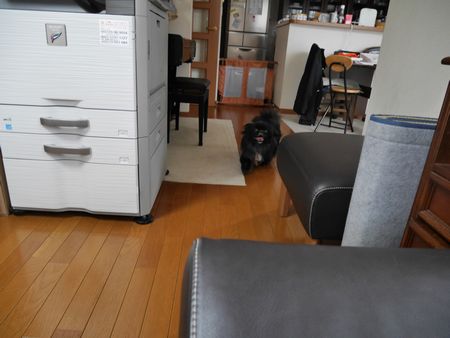 ハル トライアルキッチンゲート.jpg