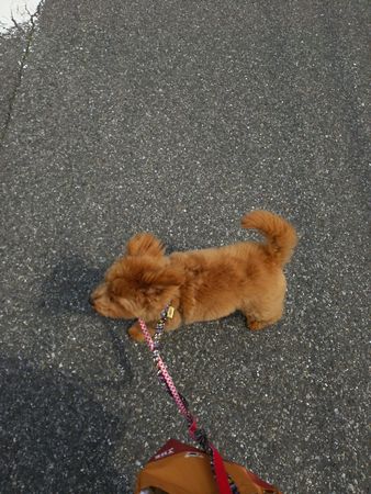 りんとら3.jpg