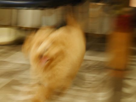 はしる5.jpg