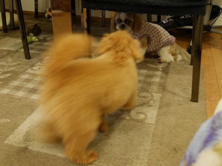はしる6.jpg