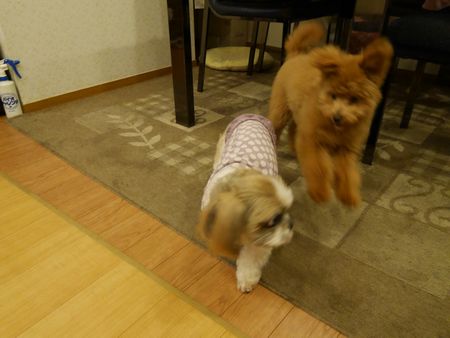 はしる7.jpg
