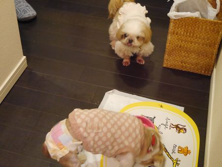 りんとら2.jpg