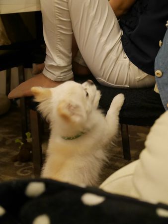 しろ3.jpg