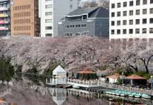 市ヶ谷桜.jpg