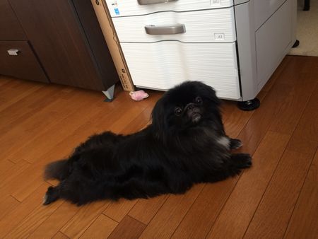 正式はる1.jpg