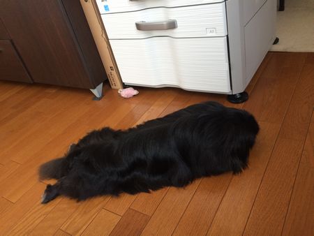 正式はる2.jpg