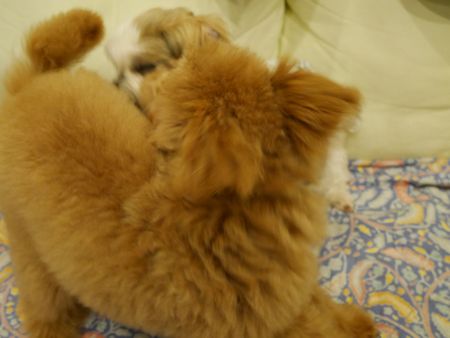 あそぼ3.jpg
