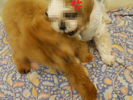 あそぼ4.jpg