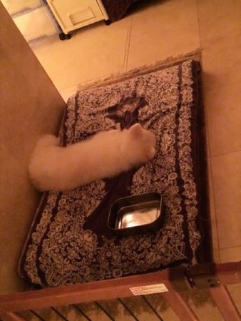 ちゃんとら1.jpg