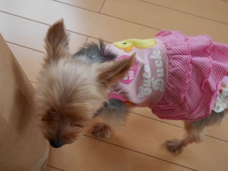 いちとら1.jpg