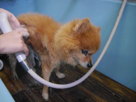 ソフィ8.jpg