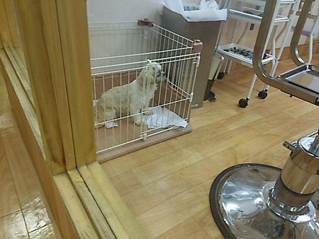 しずとり4.jpg