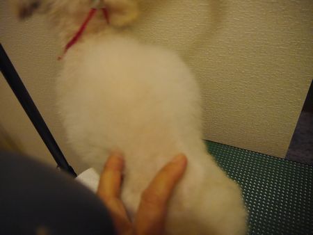 たらしゃん2.jpg