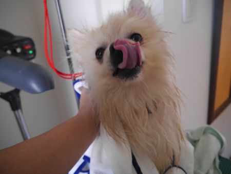 たぼしゃん3.jpg