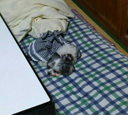 ¤»¤¤¤·¤1.jpg