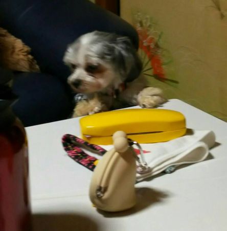 ¤»¤¤¤·¤2.jpg