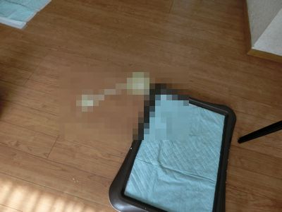 げろっぴ V O O V ちばたりあんな