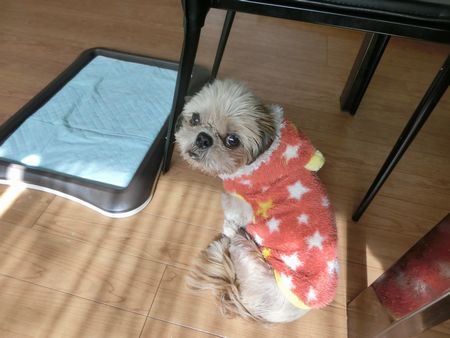 げろっぴ V O O V Jpg