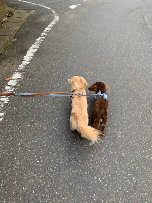 トビー2.jpg