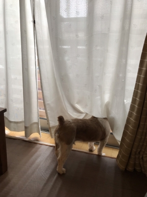 あぱ1.jpg