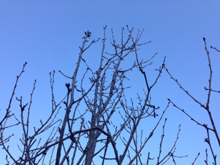 iPhoneImage.png