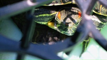 2010061213010000_ed_ed.jpg