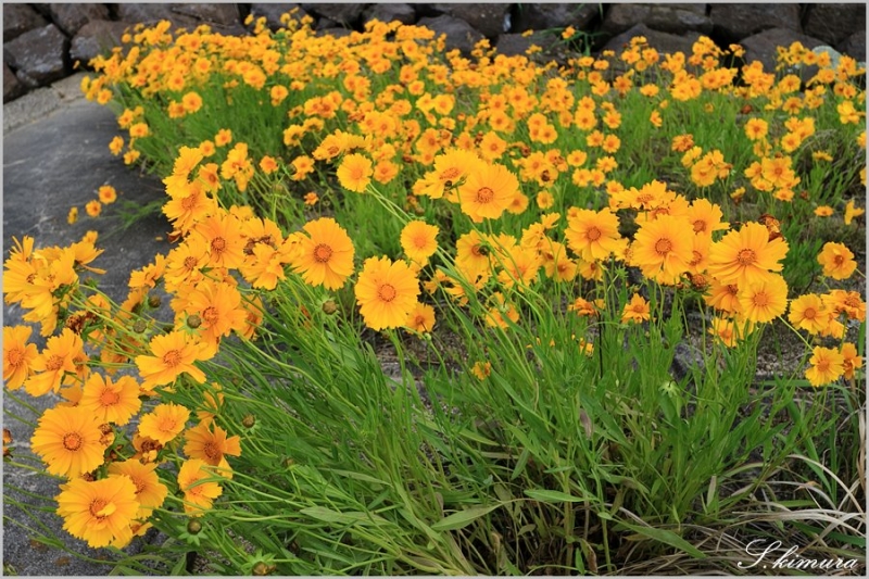 の 花 よう 咲く に 野 に